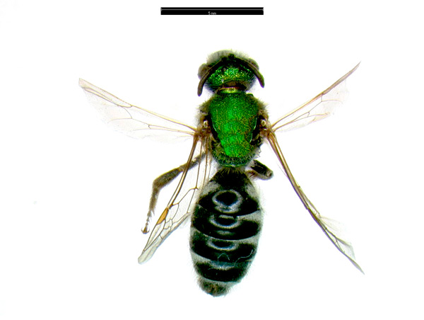 Green Sweat Bee