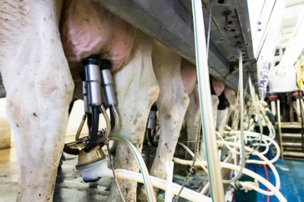 A close-up of a dairy cow's udder hooked up to milking equipment