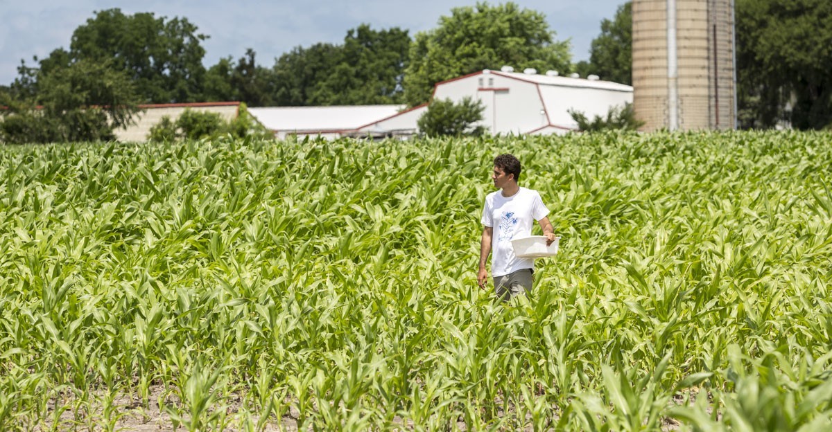 Ben Iuliano walking through a cornfield with farm buildings out of focus behind him