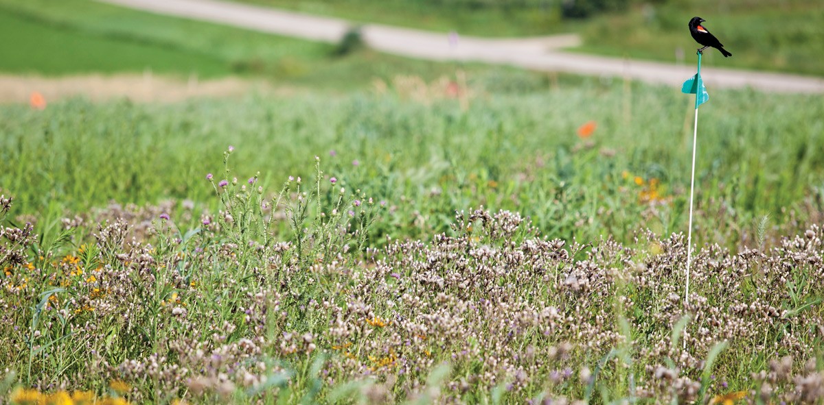 A red wing blackbird guards its nest in a plot of prairie growing in the Great Lake Bioenergy Research Center's fields at the Arlington Agricultural Research Station in Arlington, WI.