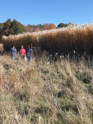Zach Freedman and his students stand facing a row of crops.