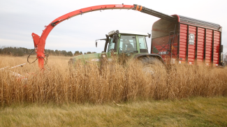 Switchgrass harvest