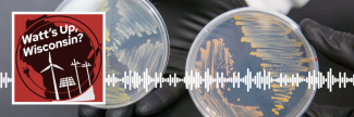 Watt's Up, Wisconsin? podcast Logo with petri dishes with smears of bacterial colonies on it.