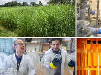 Collage of photos showing switchgrass, test tubes and scientists in laboratories
