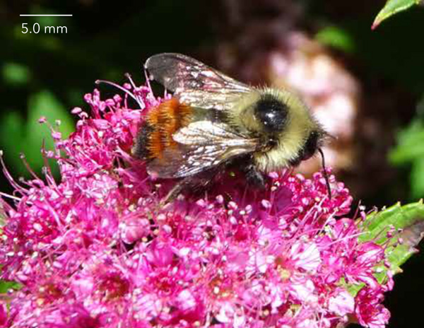 Tri-colored Bumble Bee – Bumble Bees of Wisconsin – UW–Madison