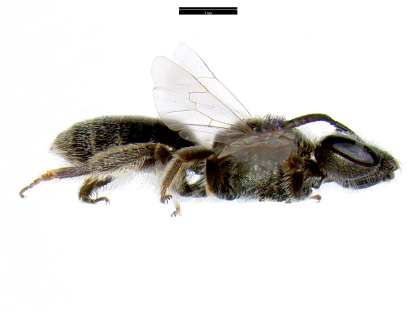 Small Sweat Bee