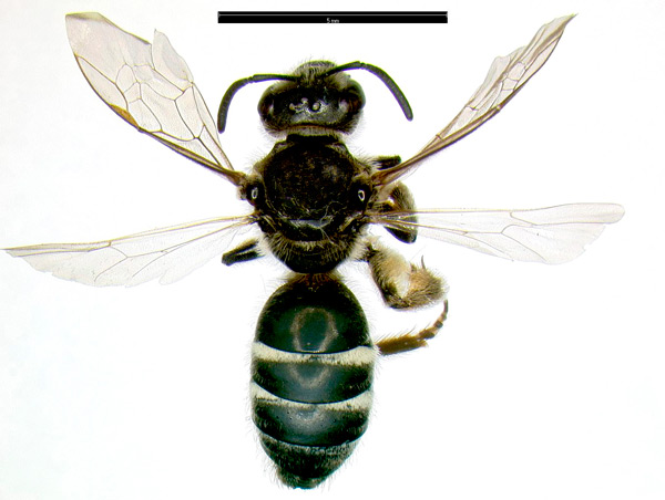 image of sweat bee