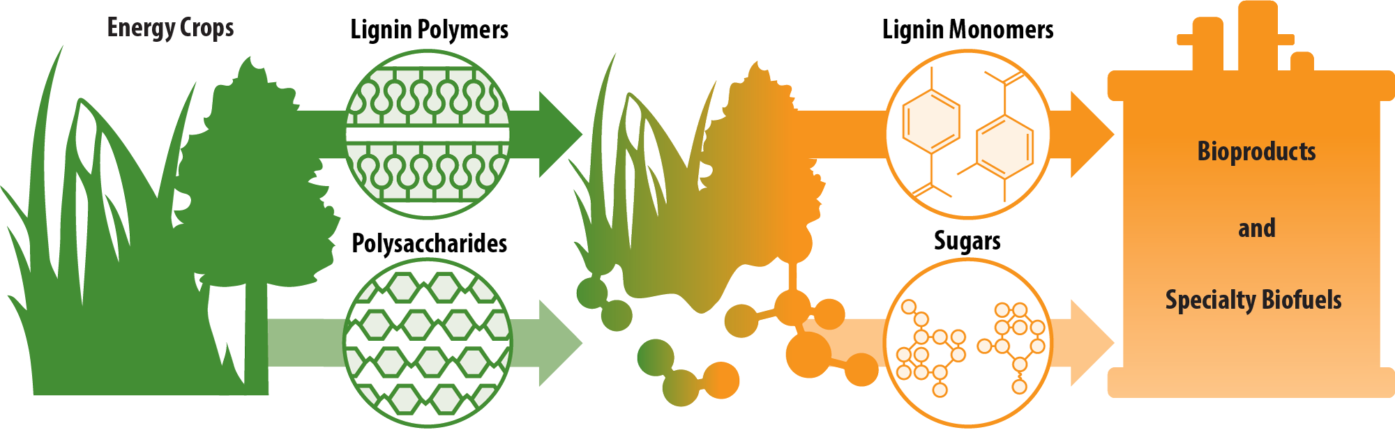 Cellulose to Biofuels and Bioproducts