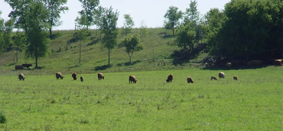 rotational grazing in Wisconsin