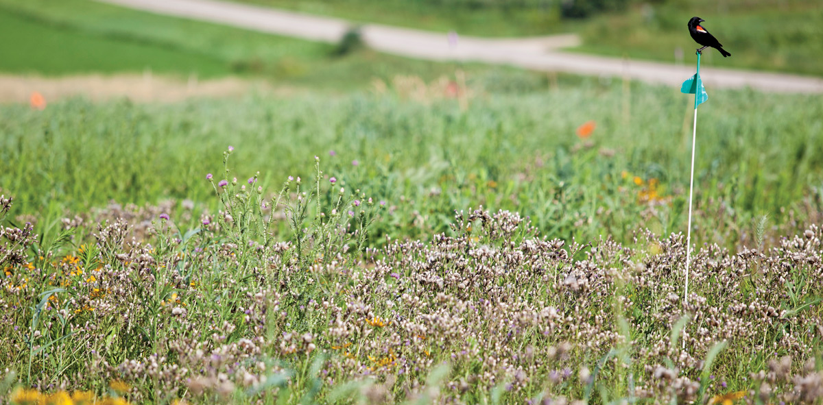A red wing blackbird guards its nest in a plot of prairie growing in the Great Lake Bioenergy Research Center's fields at the Arlington Agricultural Research Station in Arlington, WI.