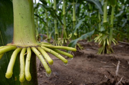 Closeup photo of corn stalk with a ring of roots extending into the air. Beads of clear liquid can be seen on the tip of each root.