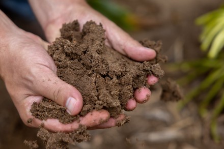 Closeup photo of two hands holding a pile of grainy brown soil