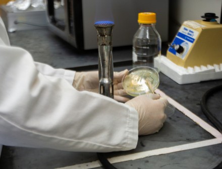 Close-up of gloved hands in a lab, streaking a petri dish culture near a lit Bunsen burner flame, with a glass bottle and vortex mixer in the background.
