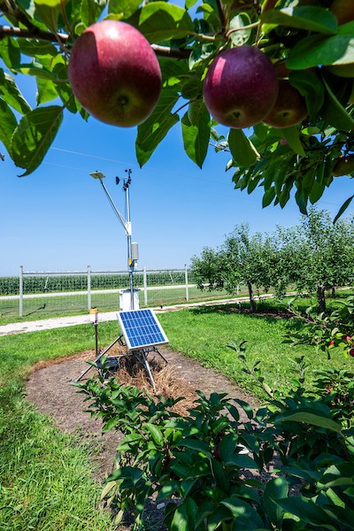 A solar-powered weather station with anemometer and sensors installed in an apple orchard, photographed through fruit-laden branches on a clear sunny day with a cornfield visible in the background.
