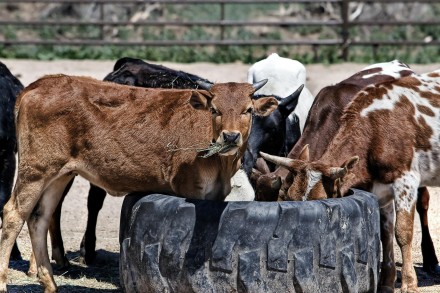 Cattle in a pen