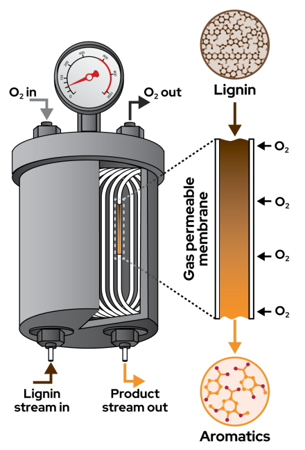 Diagram of a membrane flow bioreactor. The main component is a cylindrical vessel with a rounded top and bottom. Inside is a coiled tube. At the top is a pressure gauge. The diagram includes labeled arrows indicating the flow of materials: O2 gas enters from the top Lignin stream enters from the left Product stream exits from the right A magnified cross-section of the membrane tubing shows how O2 molecules pass through and react with the lignin stream inside. Above the tube cross-section is a circle labeled