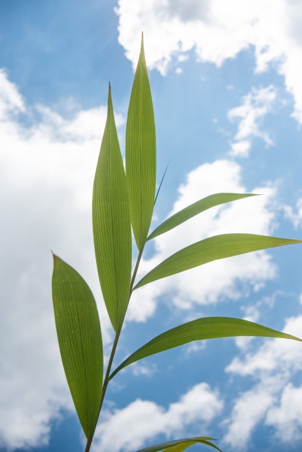 stalk with pointed green leaves photographed against a blue sky with white clouds