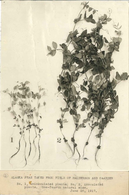 Sepia photo of two uprooted plants. The one on the right is much larger with more fully developed leaves and roots. Caption reads: Alaska peas taken from field of Halderson and Gaarder. No. 1, uninoculated plants. No. 2, inoculated plants. One fourth natural size. June 26, 1917.