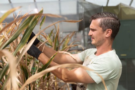 A researcher wearing black gloves works among mature sorghum plants in a greenhouse, examining stalks.