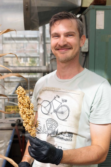 A smiling researcher holds a mature sorghum seed head in a greenhouse.