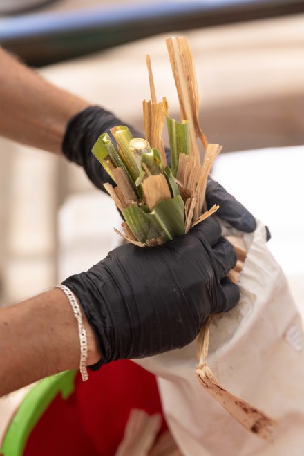 Close-up of gloved hands placing cut stalks into a bag in a greenhouse.