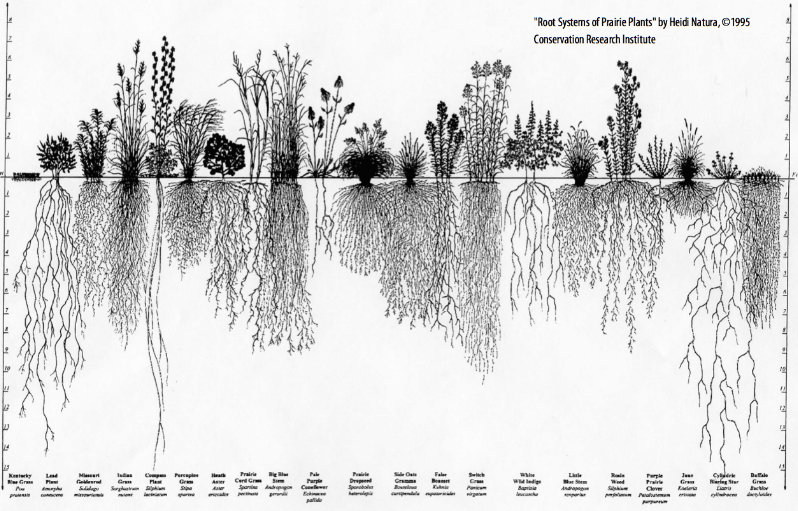 root depth model