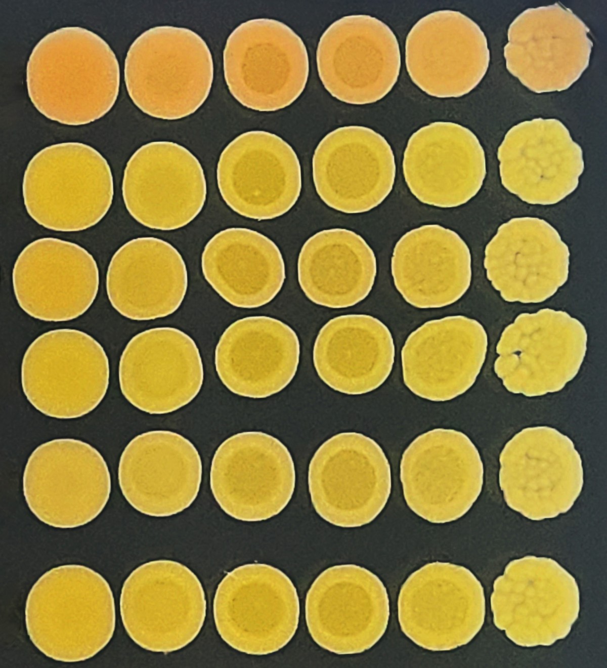 36 yellow circular shapes arranged in a six-by-six grid on a black background. 