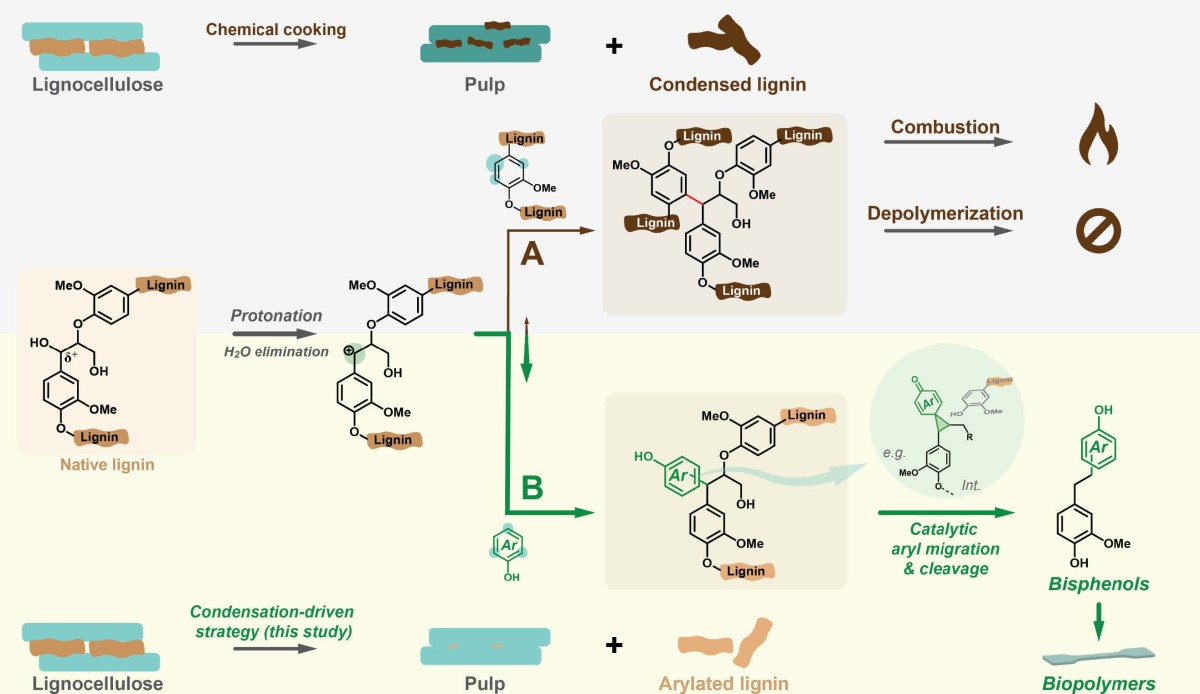 Schematic showing two processes for separating lignin from carbohydrates. On top is chemical cooking, which yields pulp and condensed lignin, which is typically burned. On the bottom is the condensation strategy, which yields pulp and arylated lignin, which can then be broken into bisphenols.