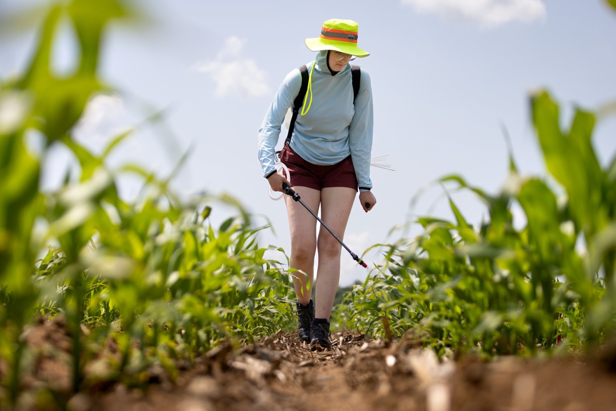 A woman wearing shorts and a sun hat walks between rows of young corn plants holding a sprayer and applying liquid to the soil.