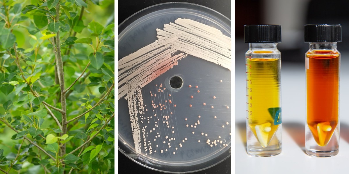 Triptych showing green leaves, a Petri dish, and two glass vials of yellow and amber liquid