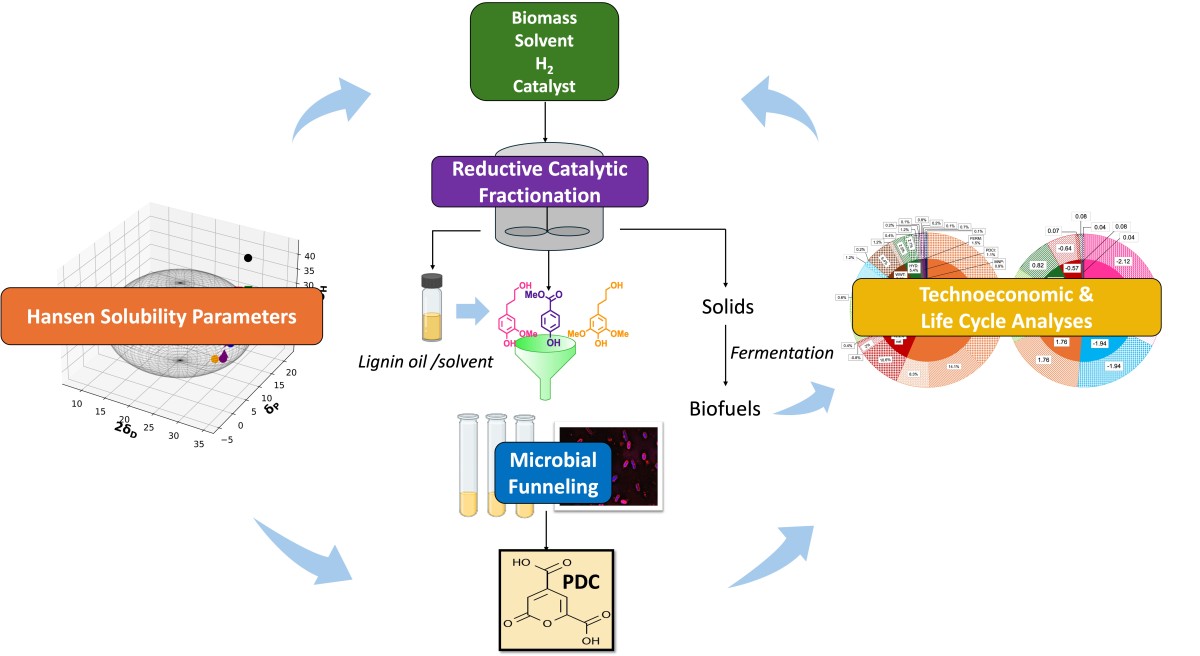 Circular workflow diagram showing biomass (with solvent, H₂, catalyst) undergoing reductive catalytic fractionation to yield lignin monomers, which are funneled microbially to produce PDC. Hansen solubility parameters guide solvent selection, informed iteratively by technoeconomic and life cycle analyses.