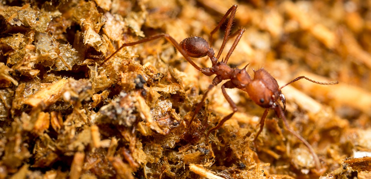 Leaf Cutter Ant