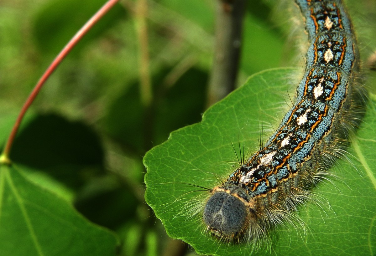 Forest Tent caterpillar