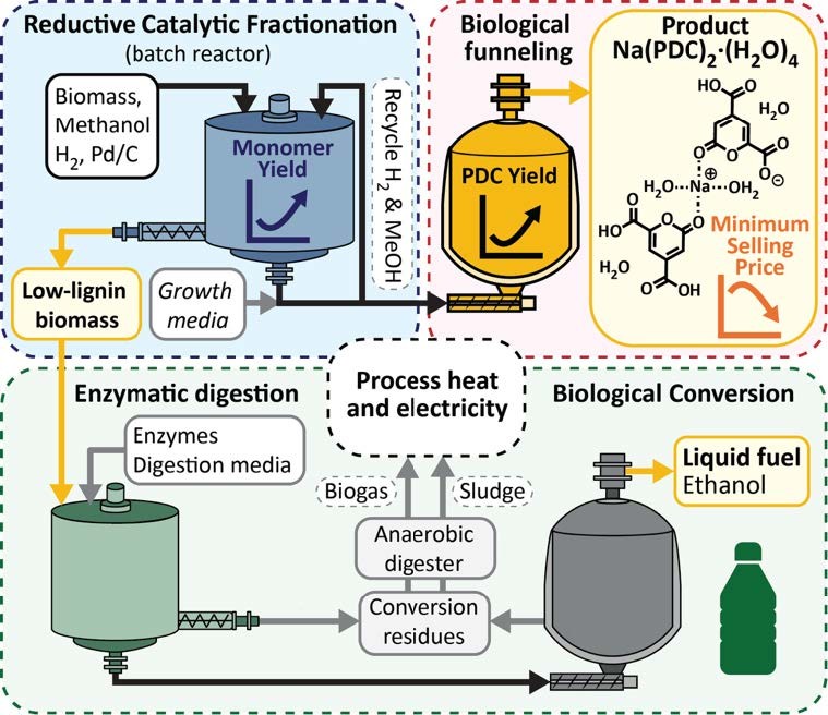 Schematic of a three-part biorefinery process. The blue Reductive Catalytic Fractionation section treats biomass to separate low-lignin biomass solids from a liquid stream, with a graph showing increasing monomer yield. The red Biological funneling section converts the liquid stream into a PDC chemical product, with graphs showing increasing yield and decreasing minimum selling price. The green section processes the low-lignin biomass through enzymatic digestion and biological conversion to produce liquid e