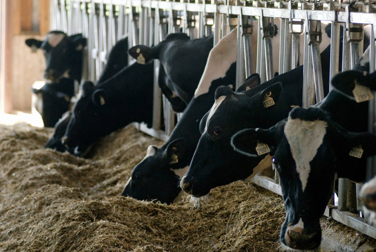 Dairy Cows