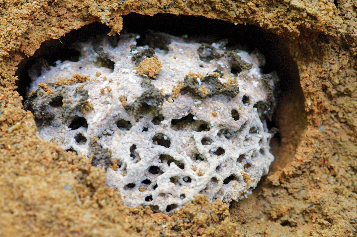 Comb created by fungal-cultivating termites