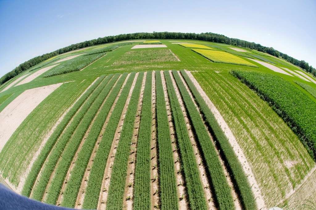 Michigan State University's biofuel research plots. 