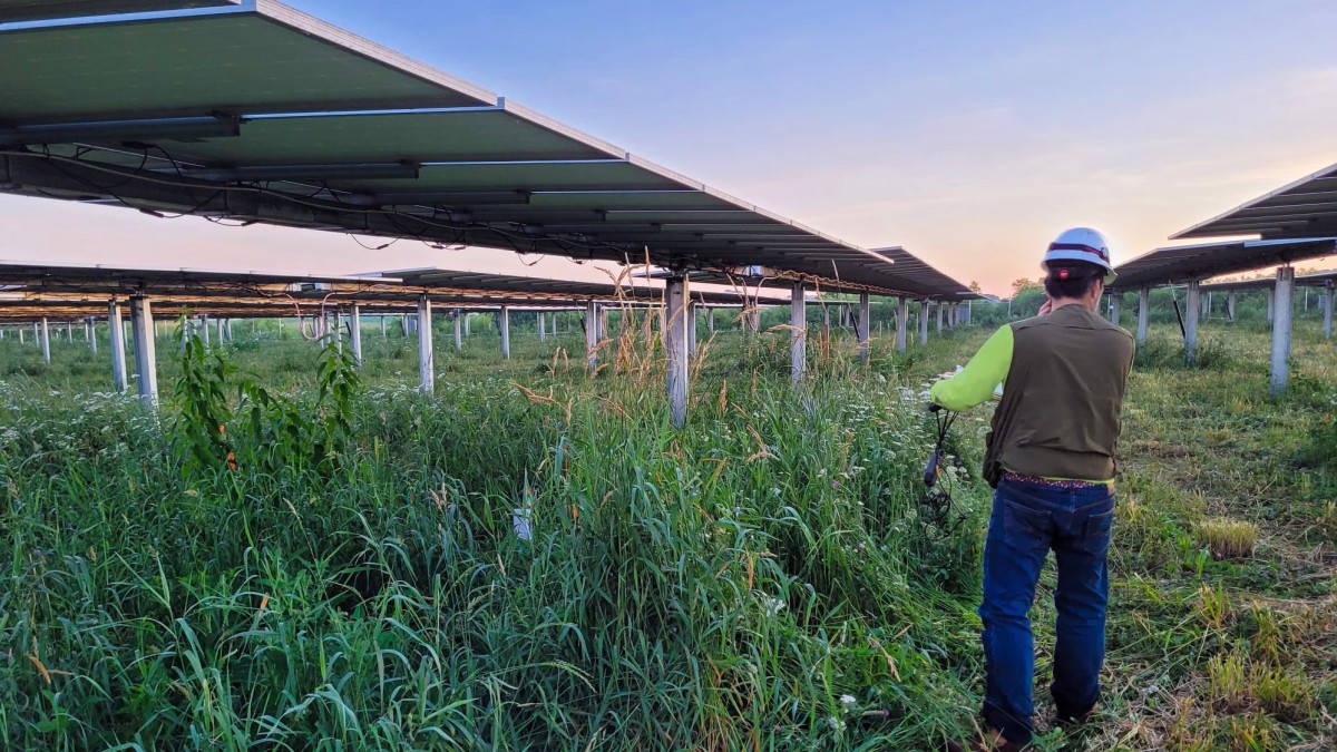 A person wearing a hard hat, brown vest, and jeans stands in the foreground with solar panels stretching to the horizon. The solar panels are mounted on metal poles above grasses several feet high.