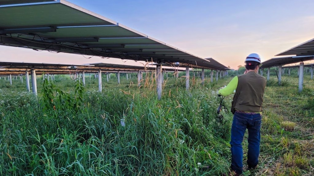 Photo of researchers testing an agrivoltaics system among solar panel arrays 