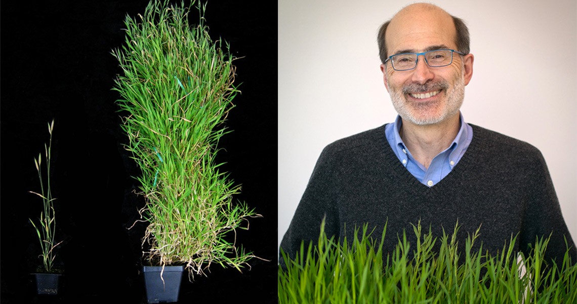 Waiting through a cold season to flower weighs heavily on the amount of biomass a plant accumulates. The Brachypodium grass on the right holds out through winter before beginning vernalization and flower production. The plant on the left flowers without vernalization, and does less work to establish roots and leaves.