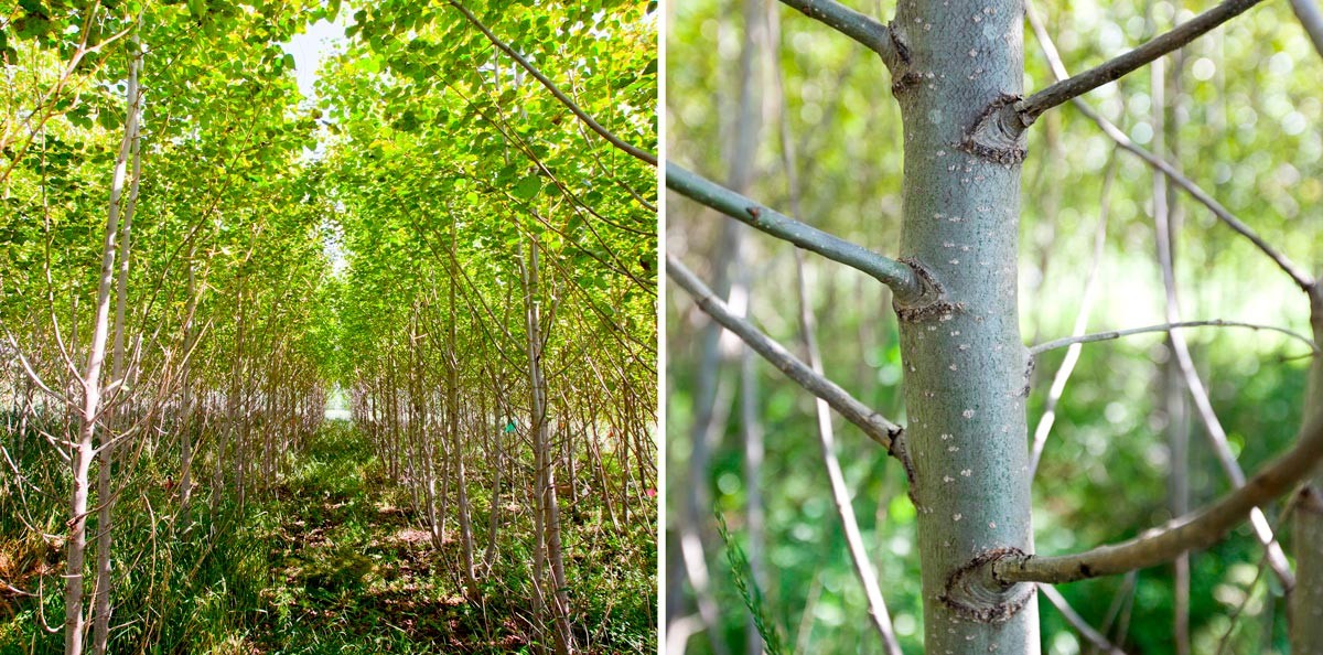 Poplar trees at Arlington Agricultural Research Station