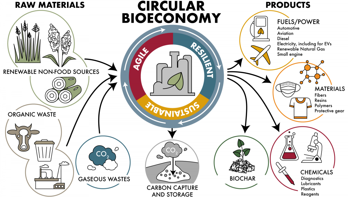 An illustration depicting inputs and outputs of the circular bioeconomy. On the left raw materials like plant biomass, organic waste, cow manure, and gaseous wastes are feeding into the circular bioeconomy. On the right, the products coming out are fuels, power, materials like fibers and resins, chemicals, and biochar are coming out.
