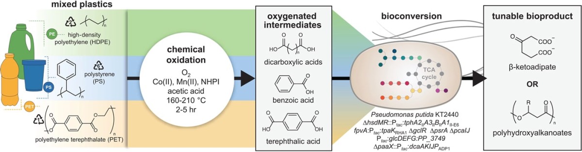A figure depicting the process of taking mixed plastics like high-density polyethylene, polystyrene, and polyethylene terephthalate, performing chemical oxidation on them, and then using microbes to bioconvert the intermediates into tunable bioproducts