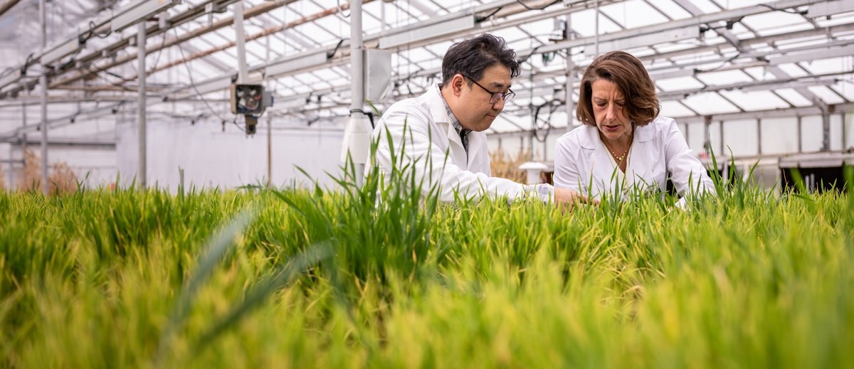 Researchers examine plants in greenhouse