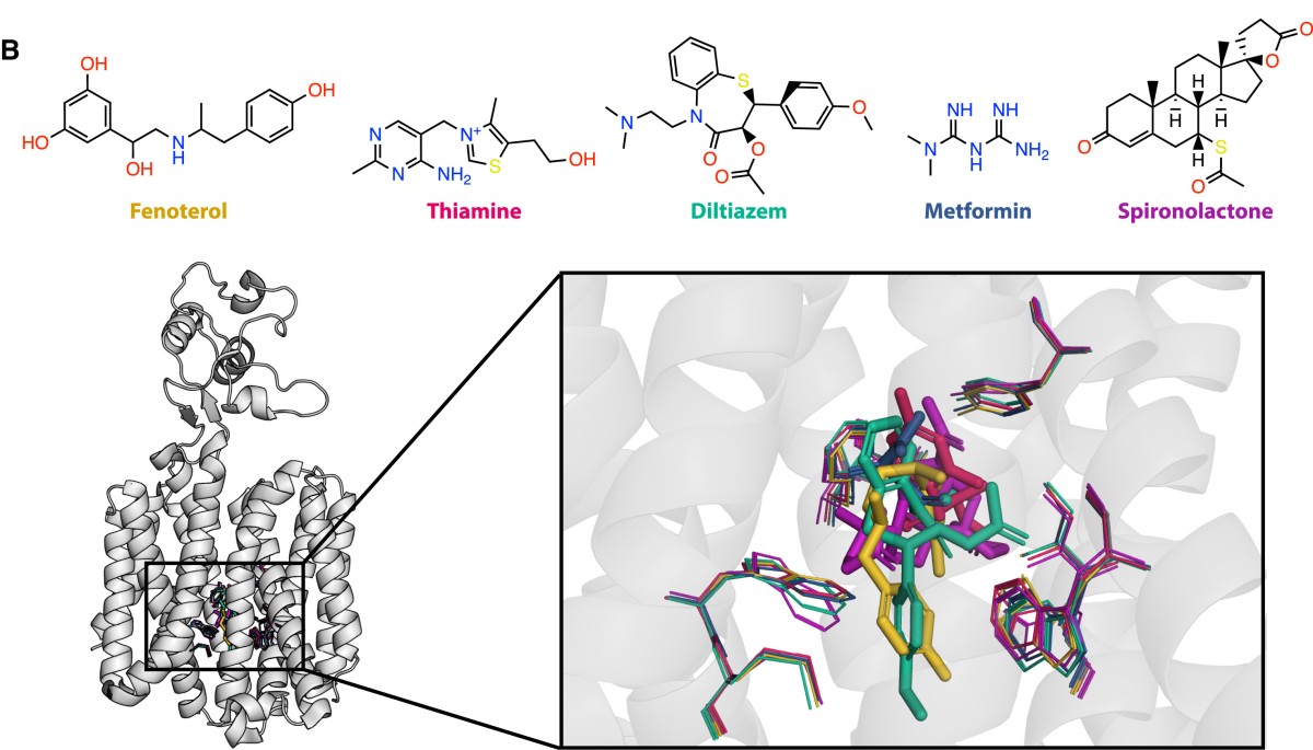 Chemical structures of five substrates — fenoterol, thiamine, diltiazem, metformin, and spironolactone — shown above a ribbon diagram of a multidrug efflux pump. Inset highlights overlapping docked poses of all five ligands (color-coded) within the transmembrane binding cavity.
