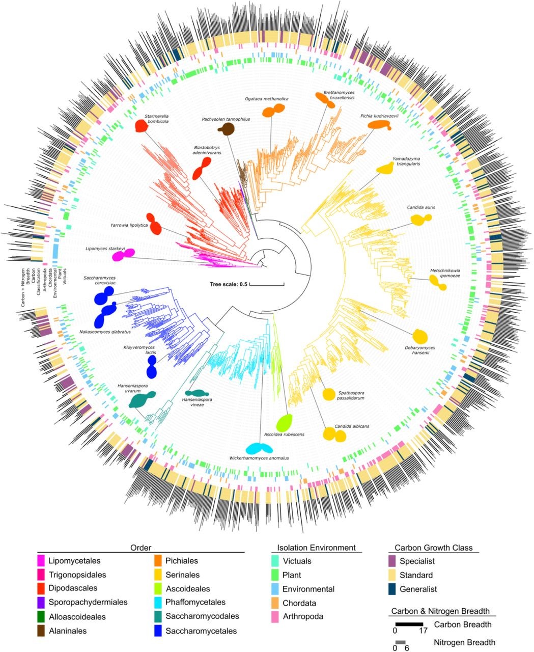 Circular tree diagram showing lineage of 12 orders of yeasts