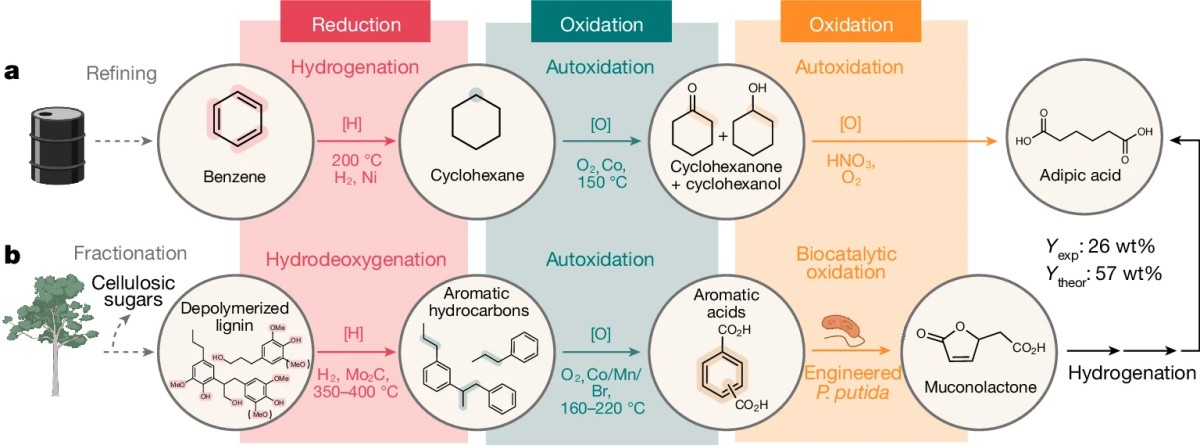 Two-pathway diagram comparing (a) petroleum-based and (b) lignin-based routes to adipic acid, showing reduction and oxidation steps from benzene/cyclohexane and depolymerized lignin/aromatic hydrocarbons respectively, with the biological conversion step using engineered P. putida highlighted in the biomass pathway.