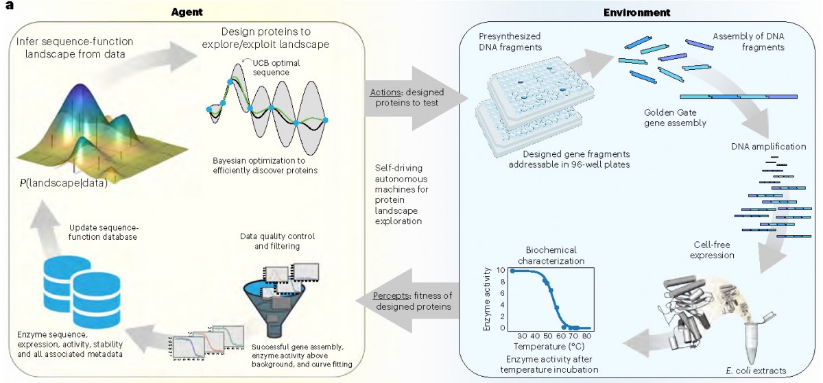 The left panel shows the "Agent" components, including inferring sequence function, updating sequence databases, data query, curation and filtering, and Bayesian optimization for designing proteins to explore the virtual landscape. At right, "Environment" components, such as polymerized DNA fragments, assembly of DNA libraries, Golden Gate gene assembly, biochemical characterization with metrics like temperature, pH, and expression levels, and finally cell-free expression yielding protein extracts. 