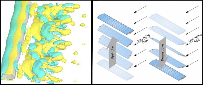 left: a model of seal whisker water flow; right: an example of oscillating flows for energy harvesting in water