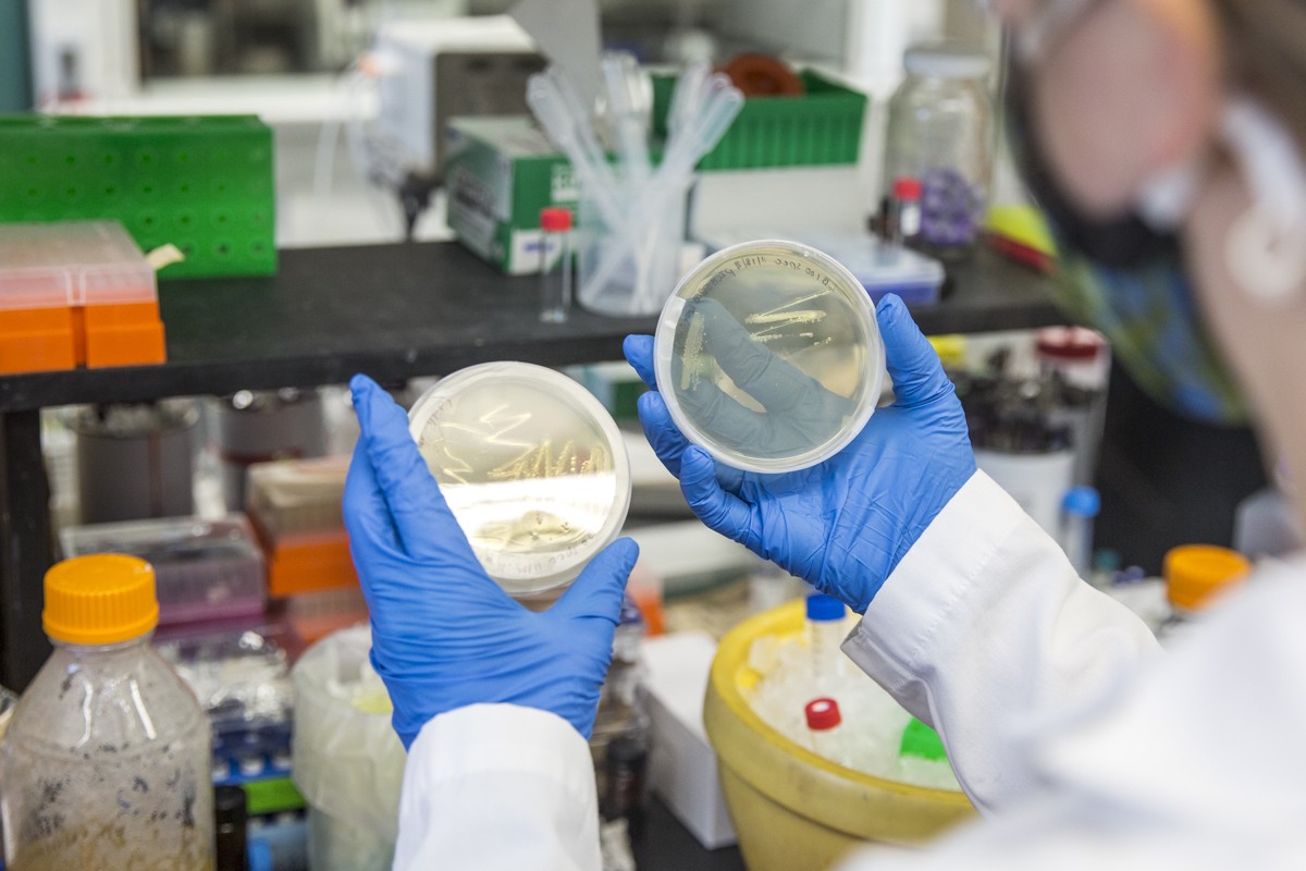 Leta Landucci opens a petri dish that is part of her research.